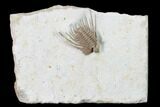 Kettneraspis Trilobite With Brachiopod - Black Cat Mountain #162110-1